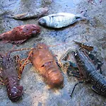 Diving شقة *
